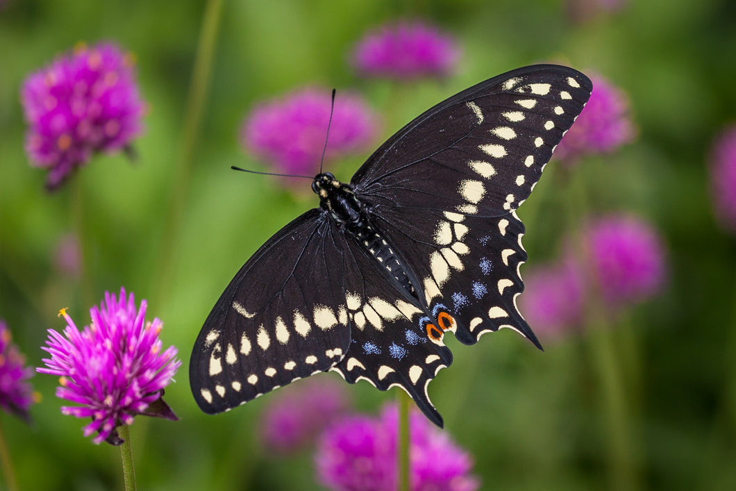 Black Swallowtail Butterfly Remedy