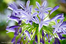 Load image into Gallery viewer, Blue Agapanthus Flower Remedy
