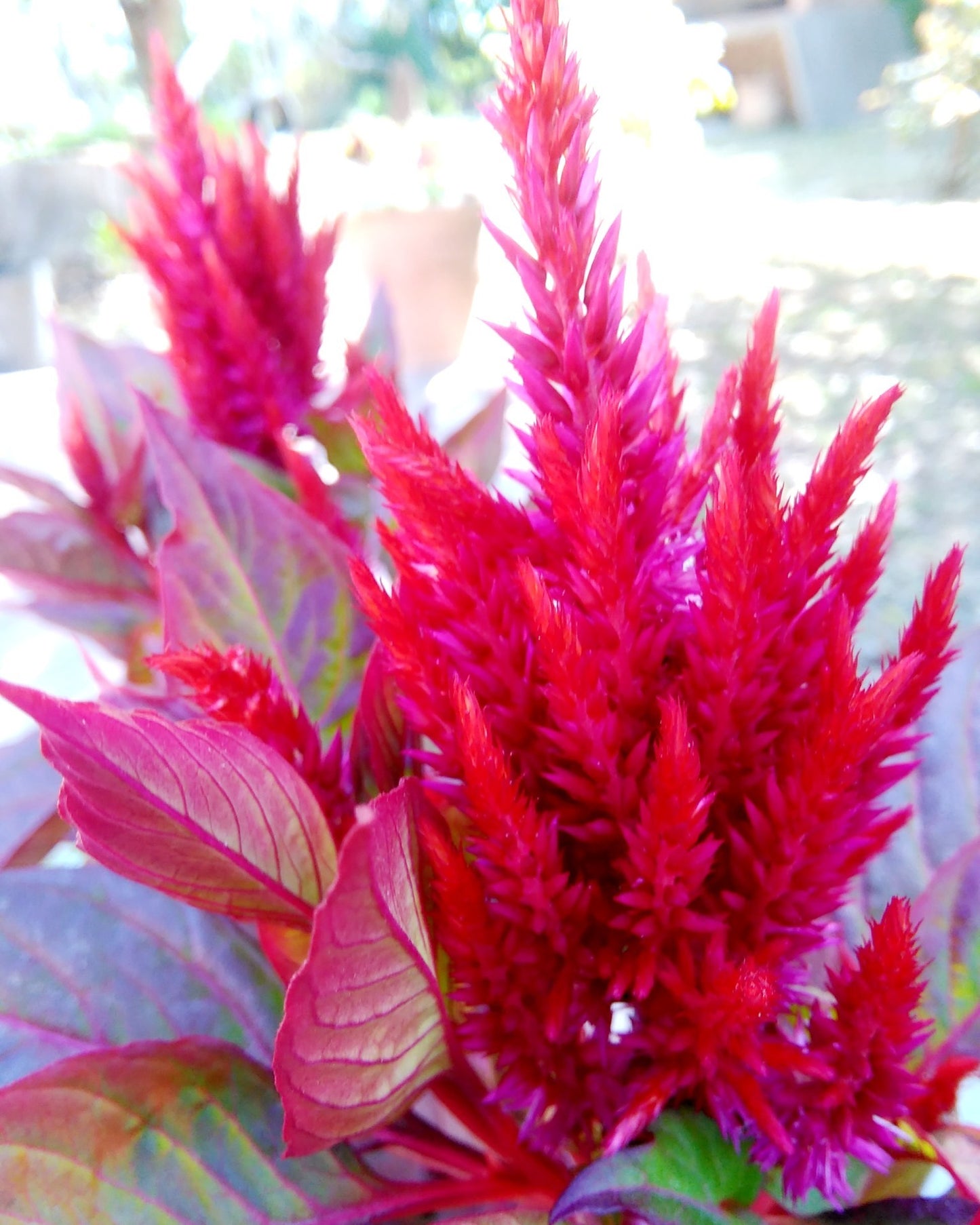 Celosia Plumosa Flower Essence Remedy