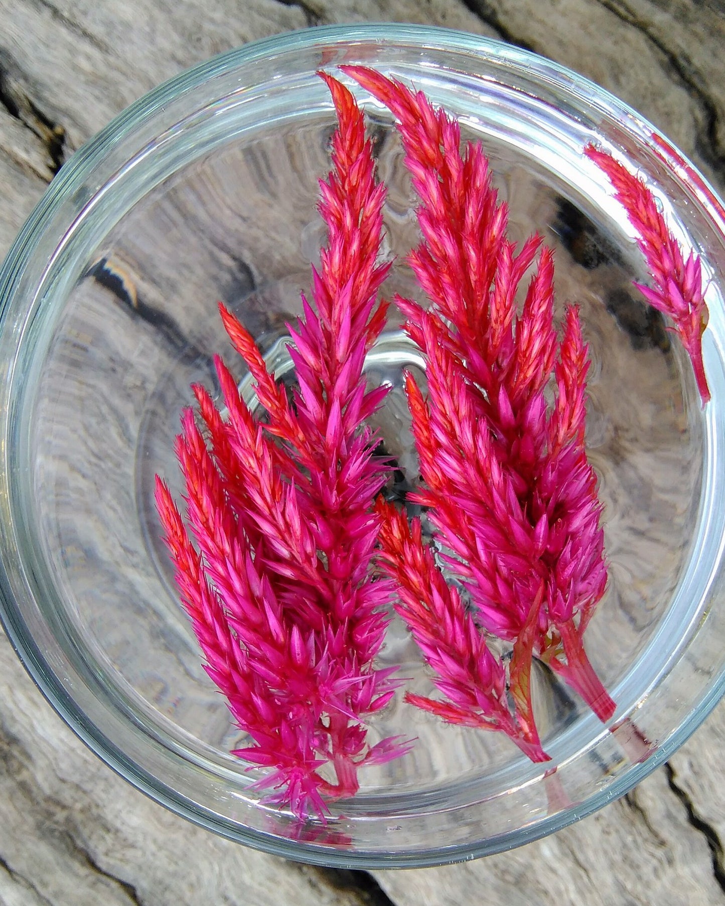 Celosia Plumosa Flower Essence Remedy