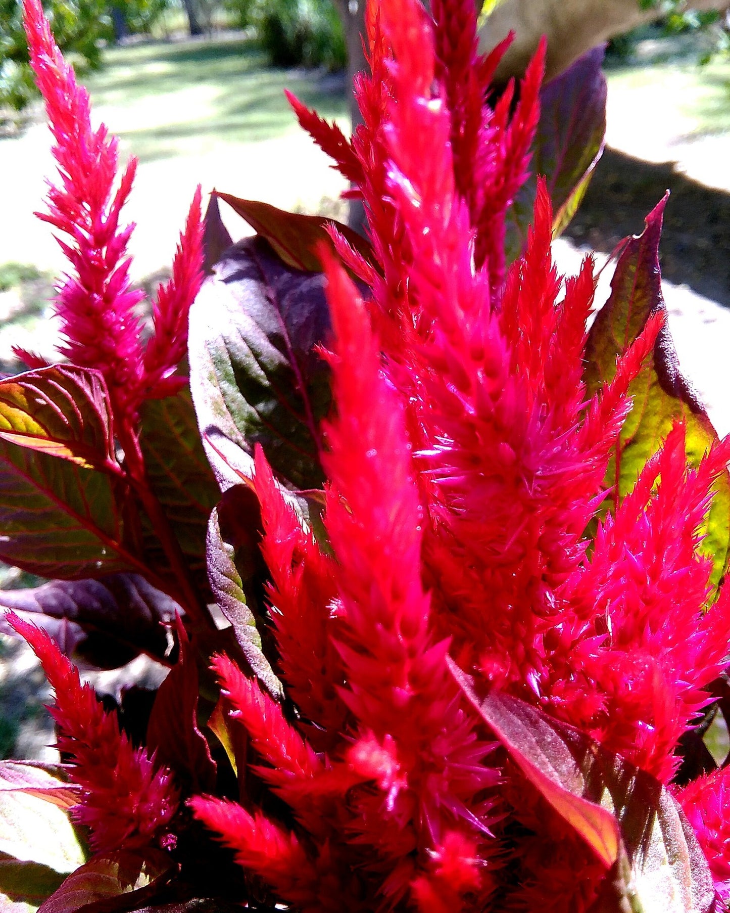Celosia Plumosa Flower Essence Remedy