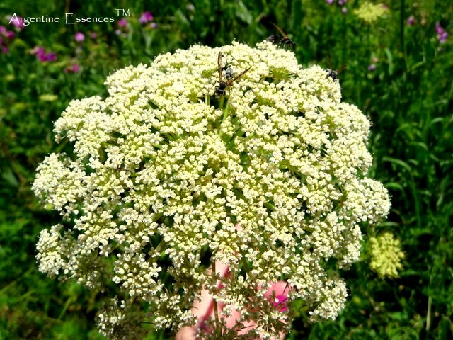 Carrot Flower Remedy