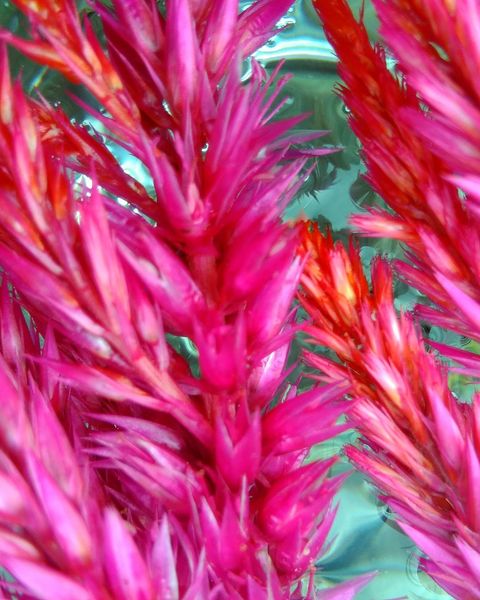 Celosia Plumosa Flower Essence Remedy