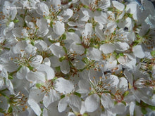 Load image into Gallery viewer, Cherry Plum Flower Remedy
