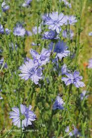Chicory Flower Remedy