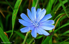 Load image into Gallery viewer, Chicory Flower Remedy
