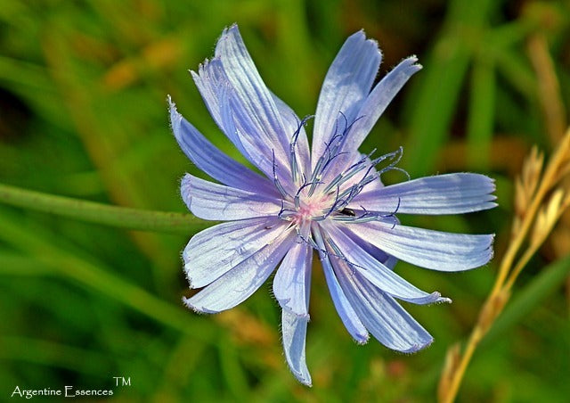 Chicory Flower Remedy
