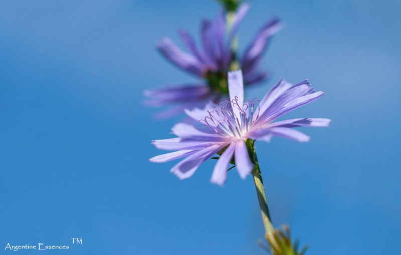 Chicory Flower Remedy