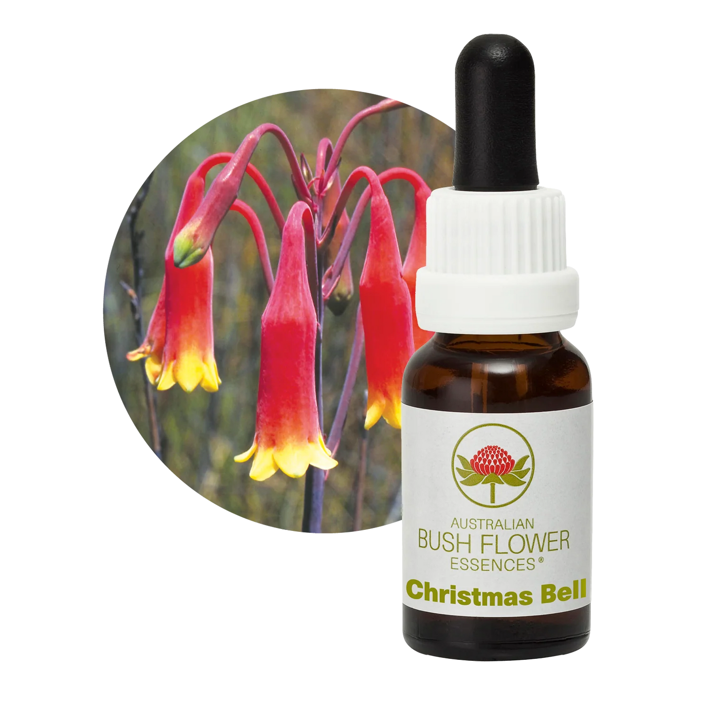 Christmas Bell Flower Essence