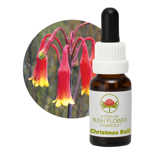 Christmas Bell Flower Essence