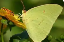 Cloudless Sulphur Butterfly Remedy