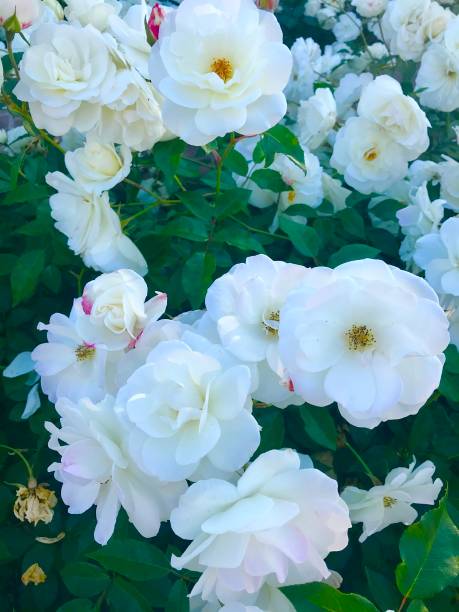 Double Headed White Rose Flower Essence