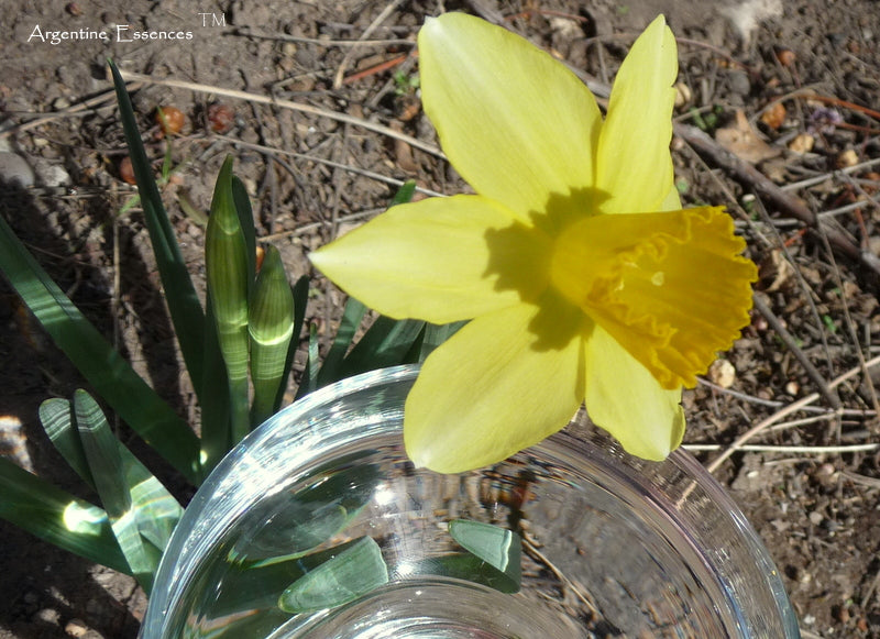 Daffodil Flower Remedy ( Solar Eclipse)