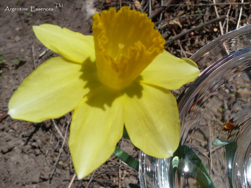 Daffodil Flower Remedy ( Solar Eclipse)