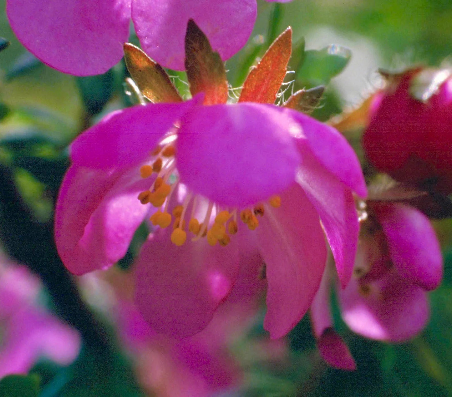 Dog Rose Flower Essence