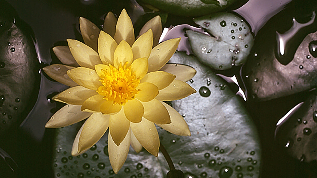 Egyptian Lotus Flower Remedy