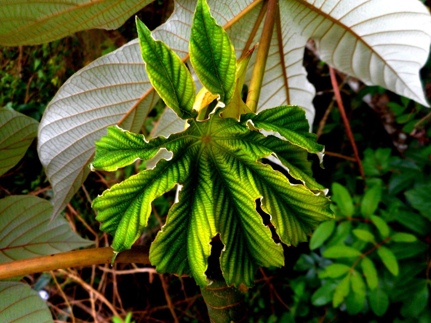 Embaúba Flower Remedy Essence