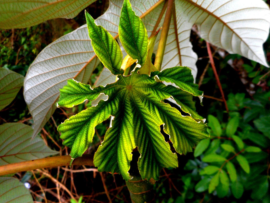Embaúba Flower Essence