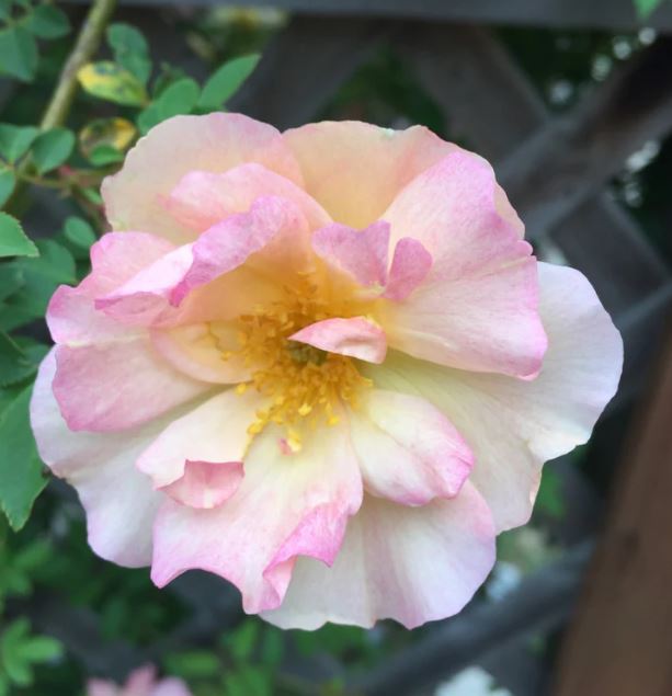 Fortune's Double Yellow Flower Remedy