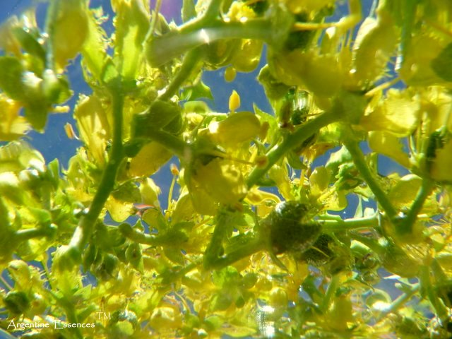 Fringed Rue Flower Remedy