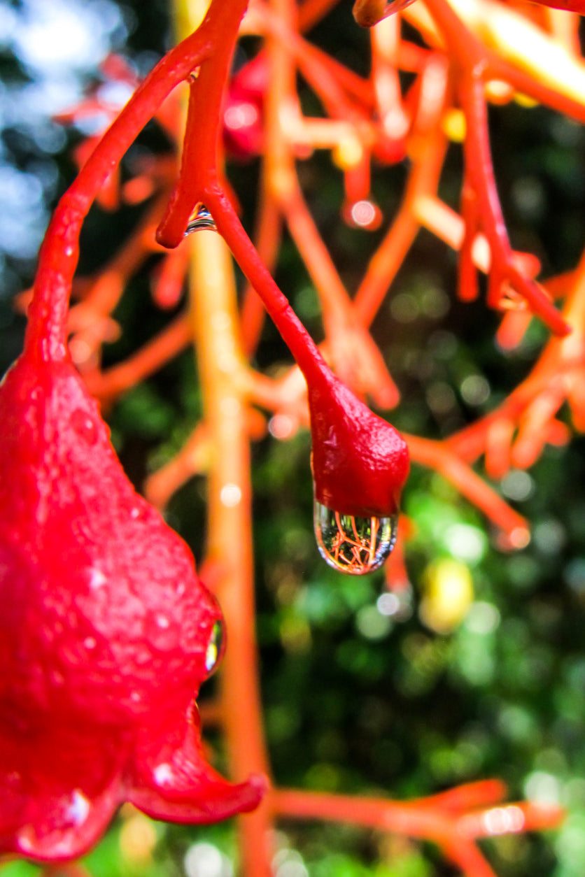 Illawarra Flame Tree Essence