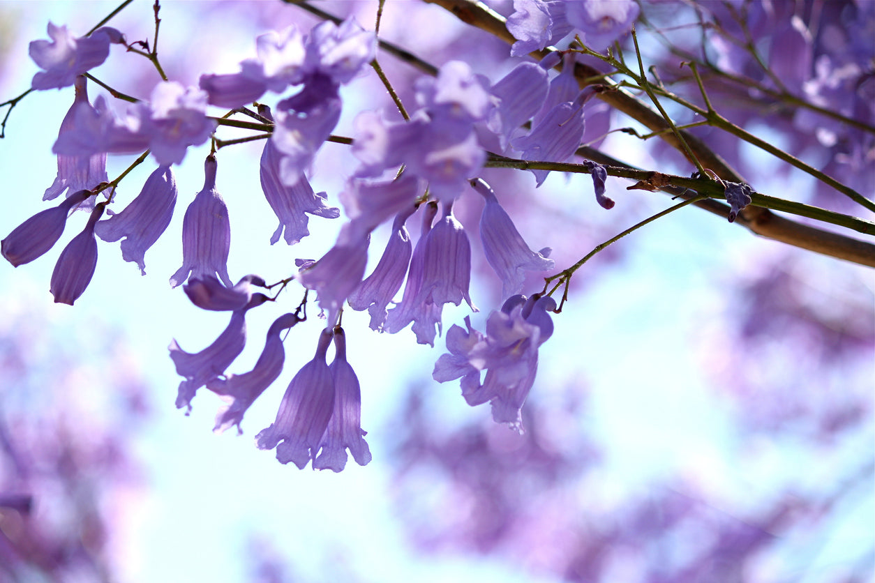 Jacaranda Flower Essence