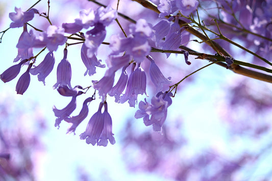 Jacaranda Flower Essence