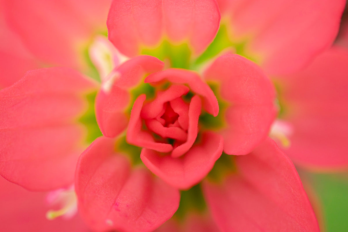 Kolanchoe Flower Essence - Petit Fleur