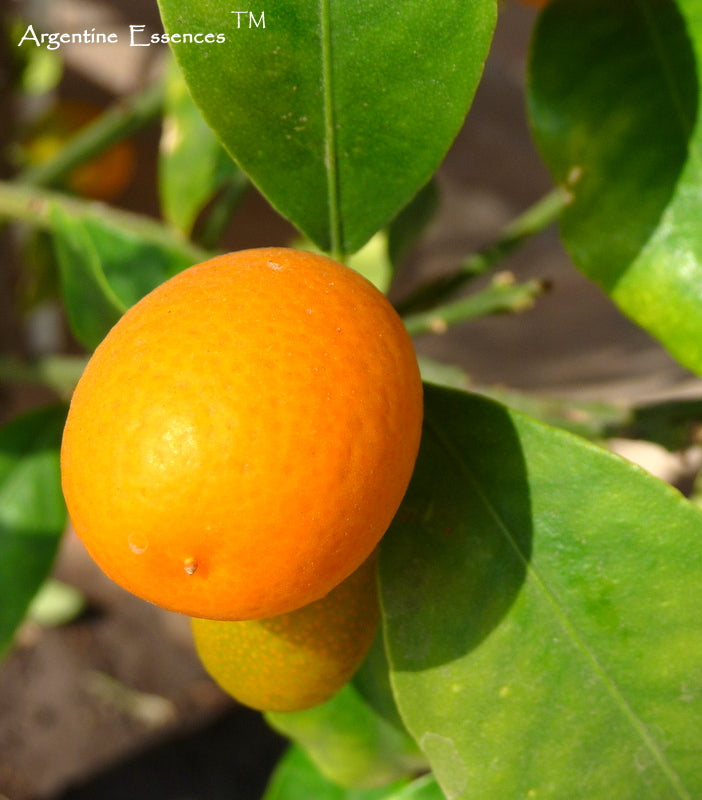 Kumquat Flower Remedy