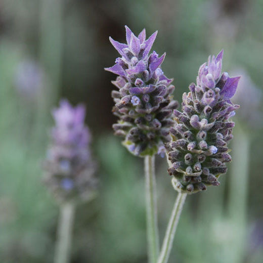 Lavender of St Germain Flower Remedy