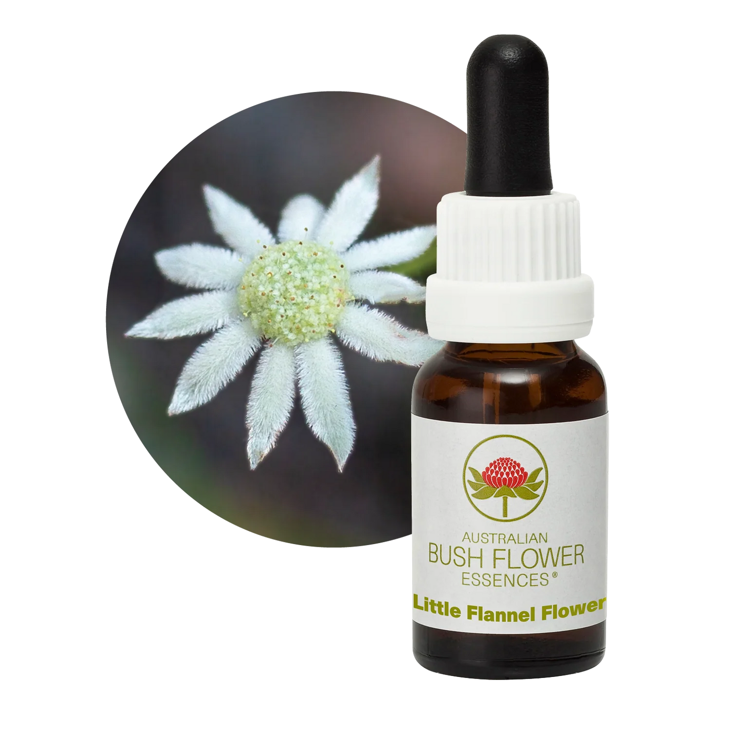 Little Flower Flannel Flower Essence