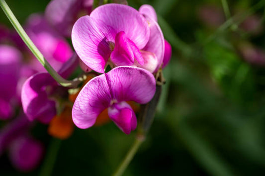 Magenta Pink Sweet Pea Flower Essence