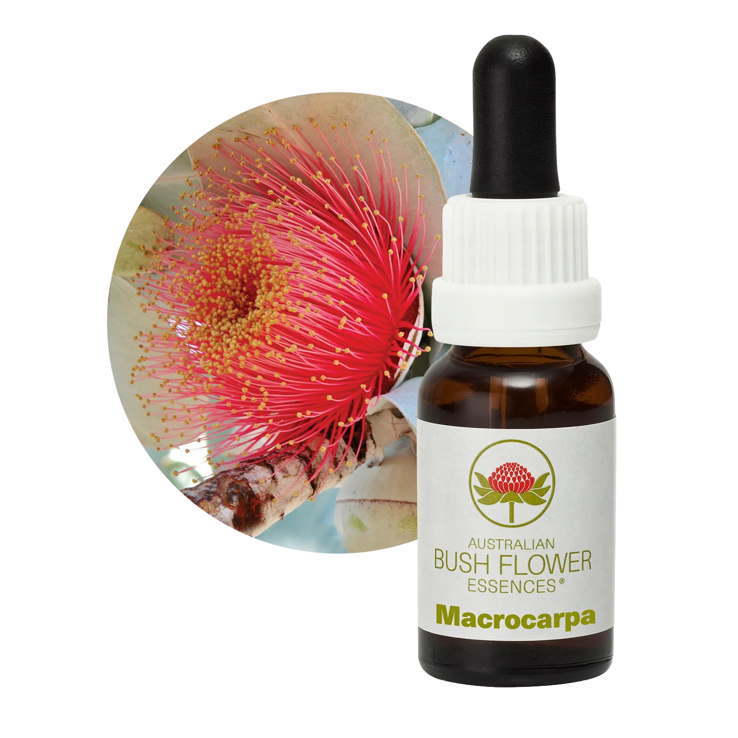 Macrocarpa Flower Essence