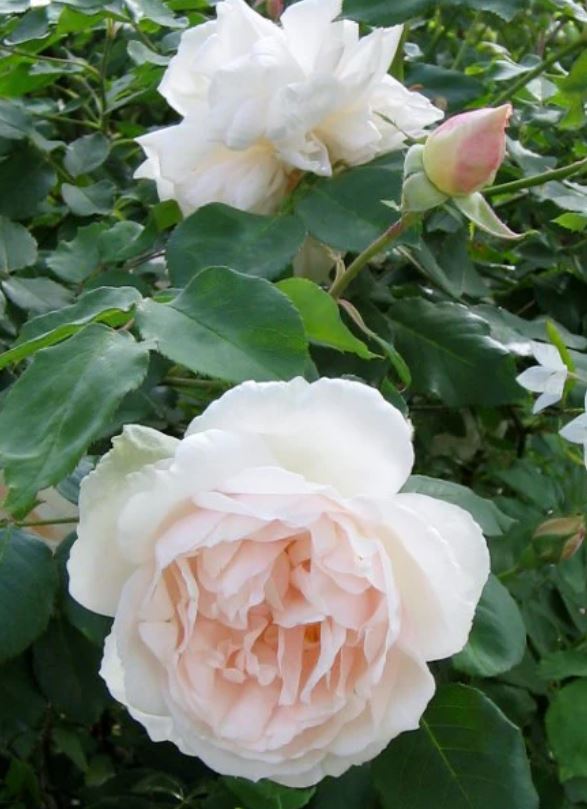 Madame-Alfred Carriere Antique Rose Remedy