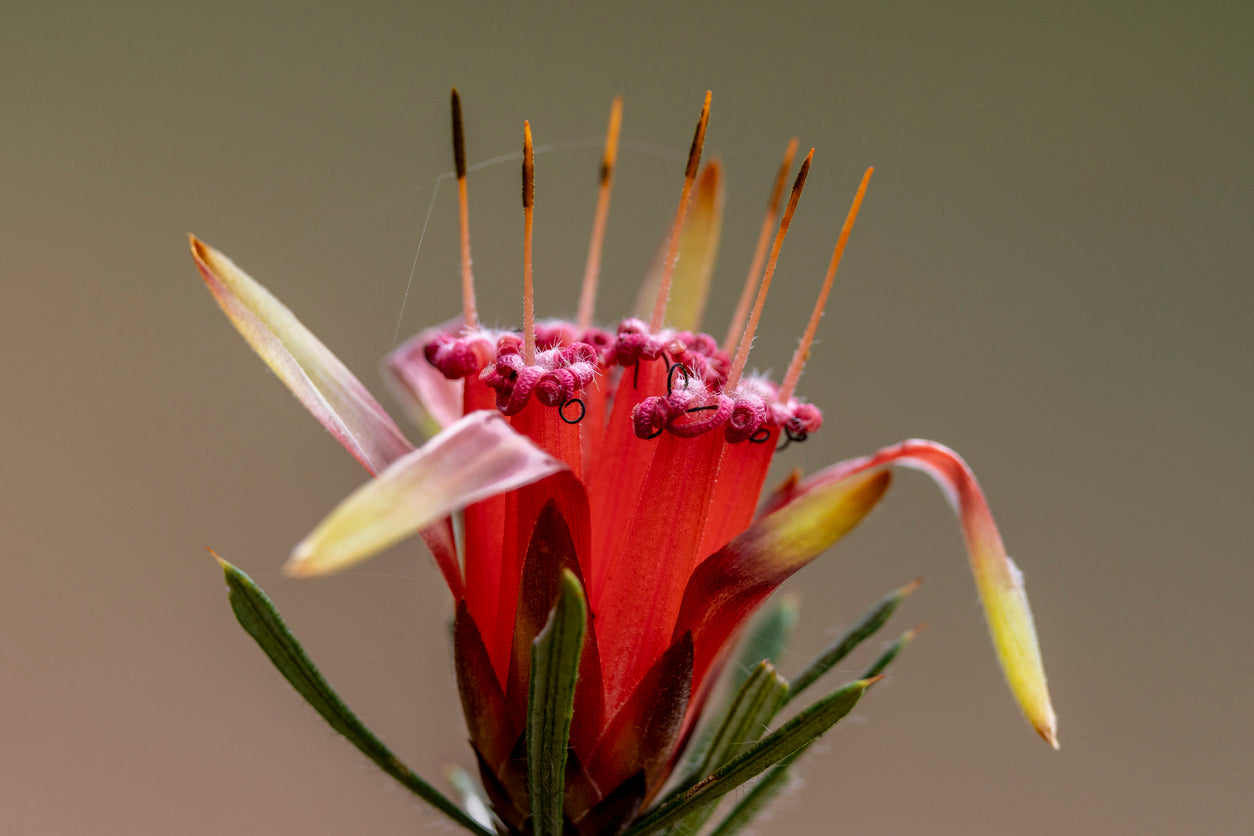 Mountain Devil  Flower Essence