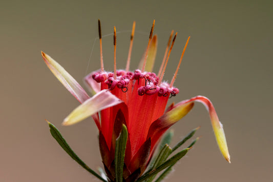Mountain Devil  Flower Essence