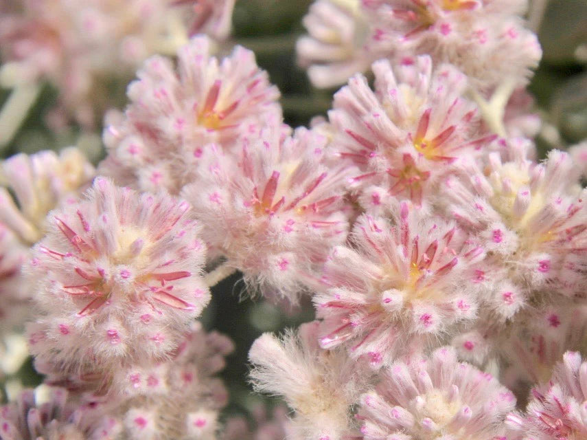 Mulla Mulla Flower Essence
