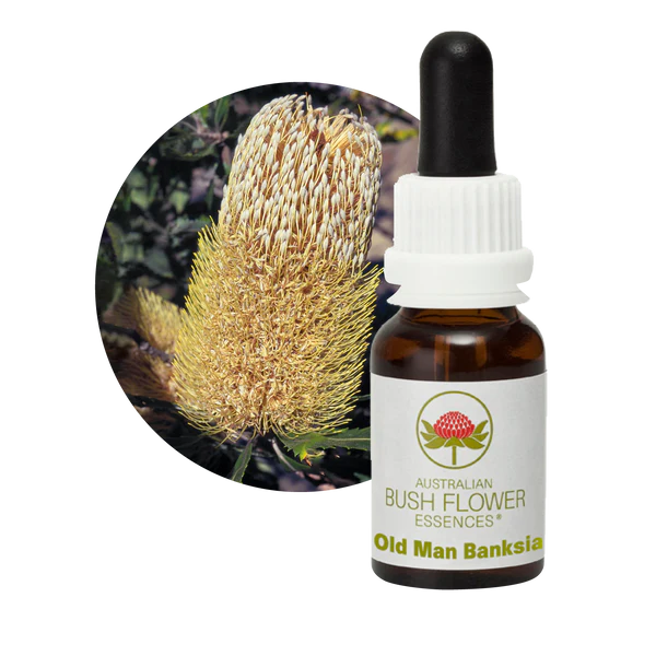 Old Man Banksia  Flower Essence