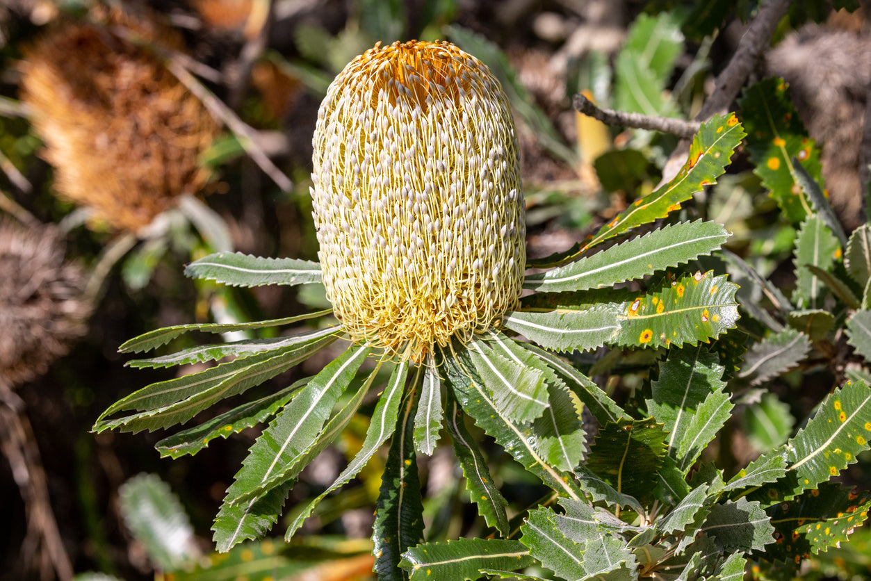 Old Man Banksia  Flower Essence