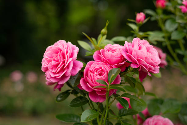Pink & White Rose Flower Essence