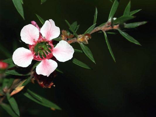 Peach-Flowered Tea Tree Flower Essence