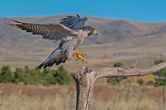 Peregrine Falcon Essence Vibrational Remedy