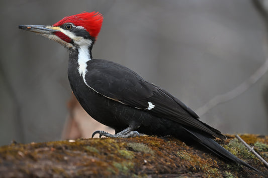 Pileated Woodpecker Essence Vibrational Remedy