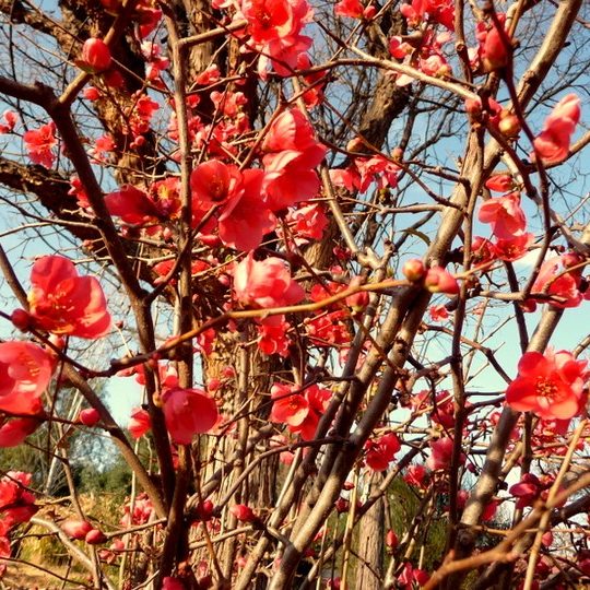 Pink Japonica Flower Remedy