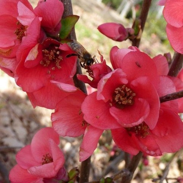 Pink Japonica Flower Remedy