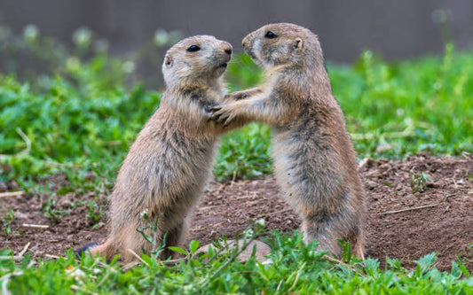 Prairie Dog Animal Essence Remedy