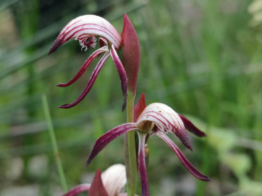 Red Helmet Orchid Flower Essence