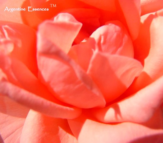 Rich Mousse Pink Rose Flower Remedy | Argentine Essences