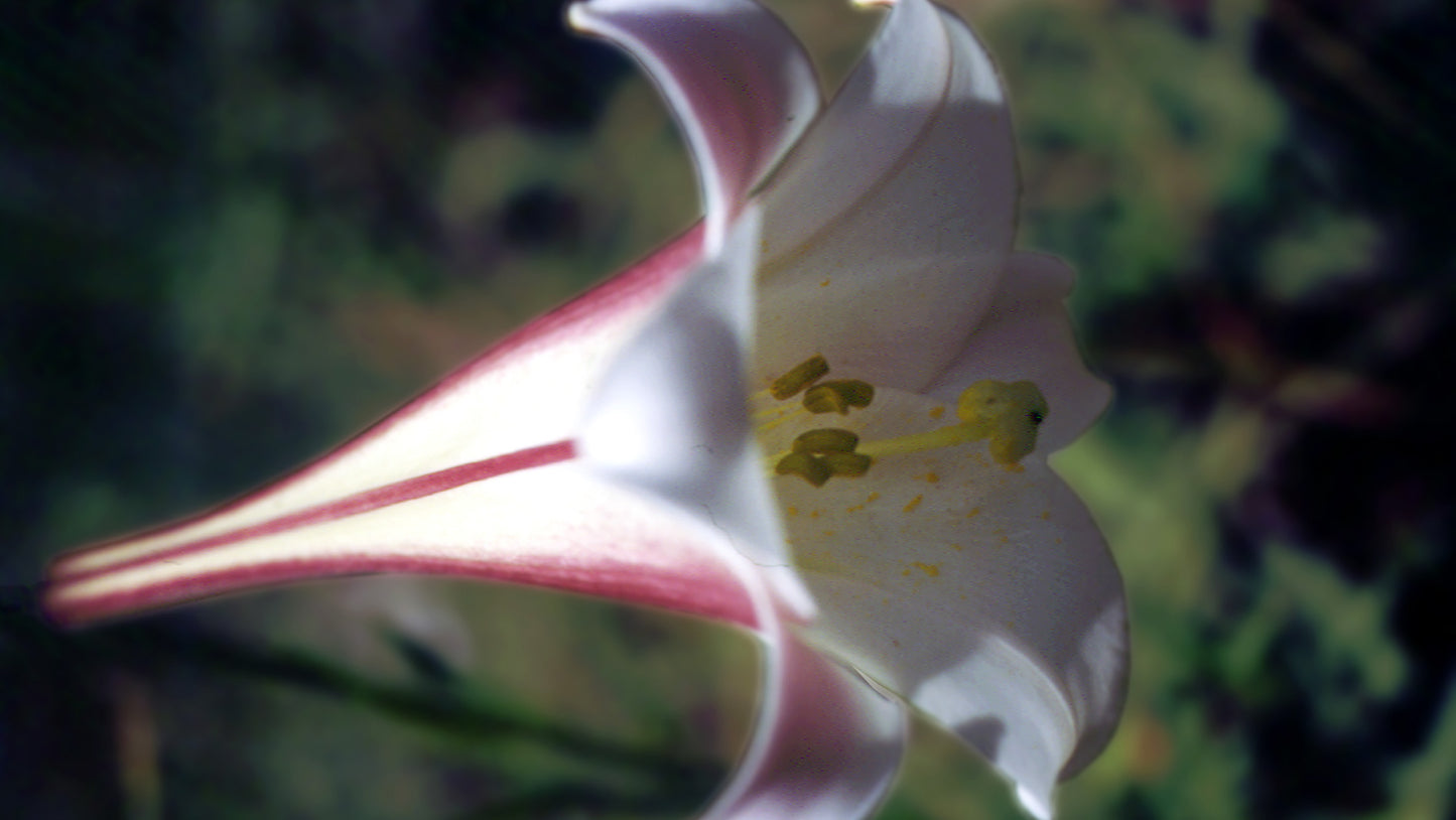 Royal Lilly Flower remedy