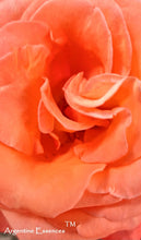 Load image into Gallery viewer, Salmon Pink Rose Flower Remedy
